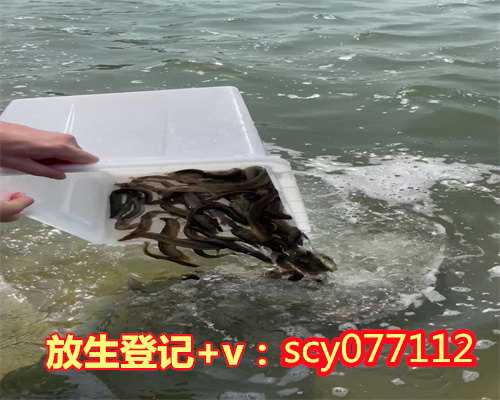 广东哪里可以放生鸭子，广东捕获250斤超大龙趸价值5万